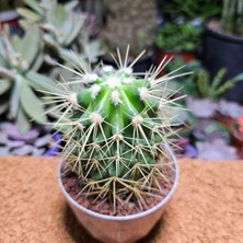 Yağmur Kaktüs Ferocactus 8,5 cm Boyutunda