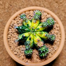 Yağmur Kaktüs Gymnocalycium Multicolor B  5,5 cm Boyutunda Özel Tür Kaktüs