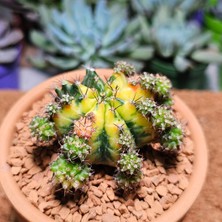 Yağmur Kaktüs Gymnocalycium Multicolor B  5,5 cm Boyutunda Özel Tür Kaktüs