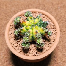 Yağmur Kaktüs Gymnocalycium Multicolor B  5,5 cm Boyutunda Özel Tür Kaktüs