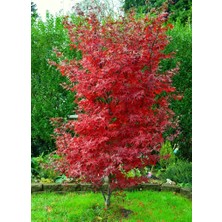 Tunç Botanik Kırmızı Japon Akçaağacı ( Acer Palmatum) Tohumu 10 Adet