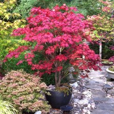 Tunç Botanik Kırmızı Japon Akçaağacı ( Acer Palmatum) Tohumu 10 Adet