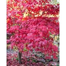 Tunç Botanik Kırmızı Japon Akçaağacı ( Acer Palmatum) Tohumu 10 Adet