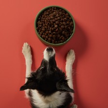 Kito Doğal Besi Kuzu Etli Yetişkin Köpek Maması 7 kg