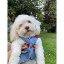Ziggy Dog  Köpek Kıyafeti Kot Yelek Kımızı