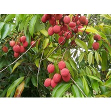 Yavuz Fidancılık Liçi (Lychee, Litchi) Fidanı 1 YAŞ 20 CM (YERLİ ÜRETİM)