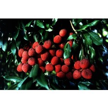 Yavuz Fidancılık Liçi (Lychee, Litchi) Fidanı 1 YAŞ 20 CM (YERLİ ÜRETİM)