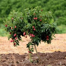 Yavuz Fidancılık Liçi (Lychee, Litchi) Fidanı 1 YAŞ 20 CM (YERLİ ÜRETİM)