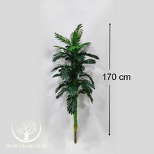 Yeni Areka Yaprağı (Saksısız) - Premium