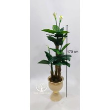 Krem Kupa Saksıda 3'lü Gala - Premium