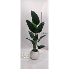 Beyaz Küre Karbonfiber Saksıda Yeni Starliçe - Premium