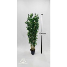 Siyah Plastik Saksıda 7'li Bambu - 170 cm (Premium)