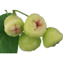 Gül Elması Fidanı (Rose Apple) 3 Yaş 60 cm (Nadir Tür)