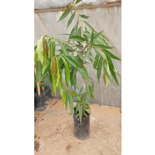 Gül Elması Fidanı (Rose Apple) 3 Yaş 60 cm (Nadir Tür)