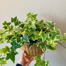 Mini Hedera  Alacalı Salon Sarmaşığı- (Hedera Helix Variegata) As