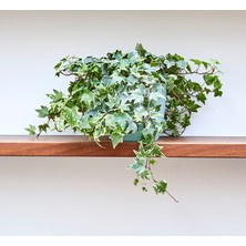 Mini Hedera  Alacalı Salon Sarmaşığı- (Hedera Helix Variegata) As