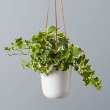 Mini Hedera  Alacalı Salon Sarmaşığı- (Hedera Helix Variegata) As