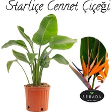 Garden Box Starliçe (Strelitzia Reginae) Cennet Kuşu Bitkisi 50-70CM Salon Çiçeği