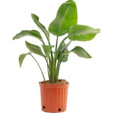 Garden Box Starliçe (Strelitzia Reginae) Cennet Kuşu Bitkisi 50-70CM Salon Çiçeği