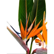 Garden Box Starliçe (Strelitzia Reginae) Cennet Kuşu Bitkisi 50-70CM Salon Çiçeği