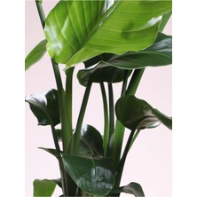 Garden Box Starliçe (Strelitzia Reginae) Cennet Kuşu Bitkisi 50-70CM Salon Çiçeği