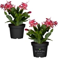 Garden Box Yılbaşı Çiçeği, Schlumbergera Truncata Kırmızı