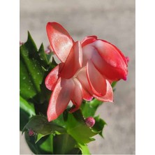 Garden Box Yılbaşı Çiçeği, Schlumbergera Truncata Kırmızı