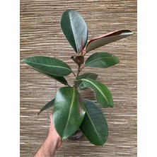 Garden Box Kauçuk Bitkisi Yeni Açmış Yapraklı Gerçek Canlılık 20-45CM Ficus Elastica