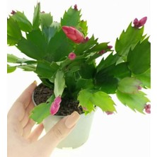 Garden Box Pembe Yılbaşı Çiçeği Fidanı 1 Adet Saksılı Salon Ofis Çiçeği Schlumbergera