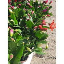 Garden Box Pembe Yılbaşı Çiçeği Fidanı 1 Adet Saksılı Salon Ofis Çiçeği Schlumbergera