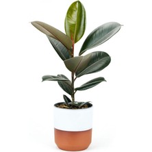 Garden Box Kauçuk - Ficus Elastica Robusta Canlı Salon Bitkisi 20-45CM