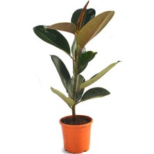 Garden Box Ficus Elastica Robusta Yeşil Yaprak Kauçuk Ev Ofis Bitkisi 20-45CM