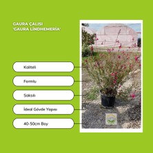 Fidan Sepetim Gaura Çalısı 'gaura Lindhemeria'