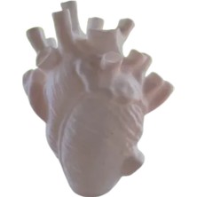 Anatomik Kalp Vazosu Çiçek Vazosu