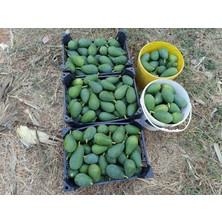 Has Organik Avokado 2 kg Taze Hasat ( Orta Boy)