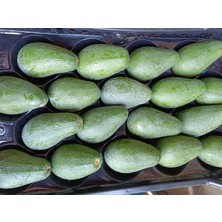 Has Organik Avokado 2 kg Taze Hasat ( Orta Boy)