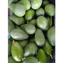 Has Organik Avokado 2 kg Taze Hasat ( Orta Boy)