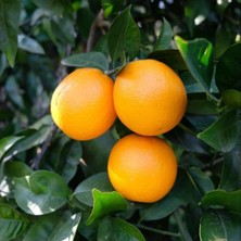 Portakal Fidanı VALENCİA Citrus sinensis Valencia, +120 cm, Tüplü(3 yaş)