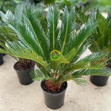 Fidan Sepetim Sikas Bitkisi 'cycas Revoluta'