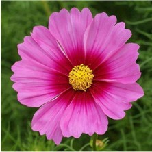 Kozmoz Çiçeği Tohumu 30 Adet Cosmos Dwarf Mix.