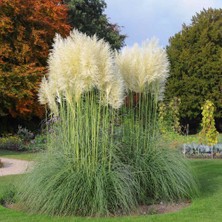 TNC Garden Groups Pampas Otu - Saz Püskülü Çiçeği