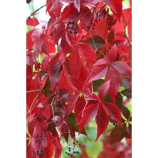 Doğa Fidancılık Amerikan Sarmaşığı Fidanı Çit Bitkisi 80 - 90 cm