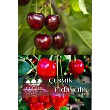 Çermik Fidancılık 2 Çeşit Karışık Meyve Fidanı - Napolyon Kiraz ve Vişne