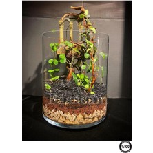 Paşabahçe Denizli El Imalatı Silindir Cam Vazo 15CM En x 20 cm Boy