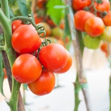 Tomato Mix Tohum Çimlendirme Seti - Kırmızı-Sarı Cherry, Oregon Spring, Roma Domates