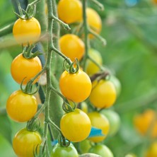 Tomato Mix Tohum Çimlendirme Seti - Kırmızı-Sarı Cherry, Oregon Spring, Roma Domates