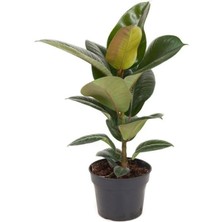 Garden Box Kauçuk Çiçeği 1 Adet Saksılı 20-45CM (Ficus Elastica) Mini Boy Salon Çiçeği