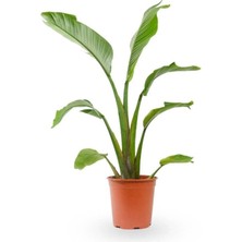 Garden Box Starliçe Cennet Kuşu Çiçeği - Strelitzia Nicolai Canlı Salon Bitkisi 50-70CM