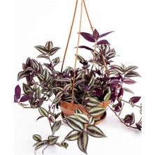 Garden Box Yeşil Alacalı Telgraf Çiçeği Makrome Saksılı 30-50CM (Tradescantia Zebrina)