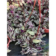 Garden Box Yeşil Alacalı Telgraf Çiçeği Makrome Saksılı 30-50CM (Tradescantia Zebrina)